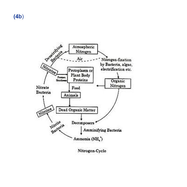 nitrogen cycle